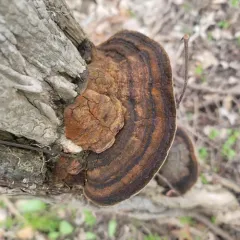 Cracked Cap Polypore thumbnail 2