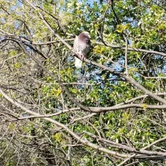 Rock Pigeon thumbnail 2