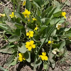Canary Violet thumbnail 2