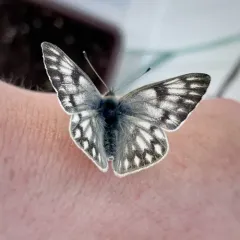 Western White thumbnail 3