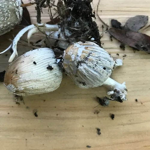 flocculose inkcap