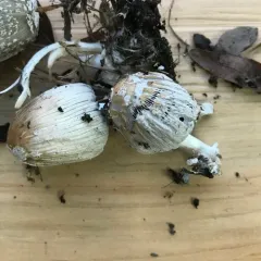 flocculose inkcap thumbnail 1