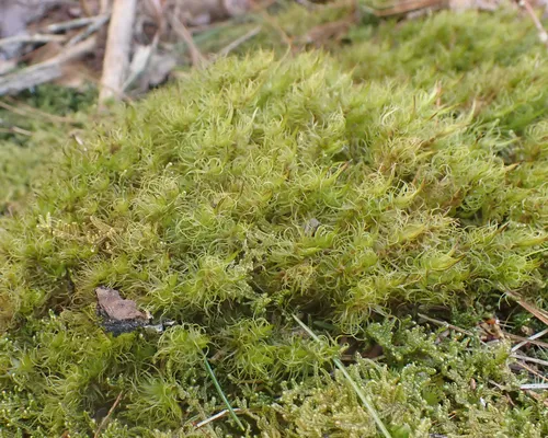 Ontario Dicranum Moss