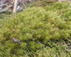 Ontario Dicranum Moss thumbnail 1