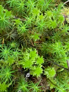 Mendocino Peatmoss thumbnail 3