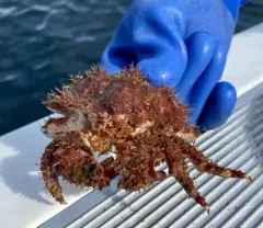 Brown Box Crab thumbnail 2