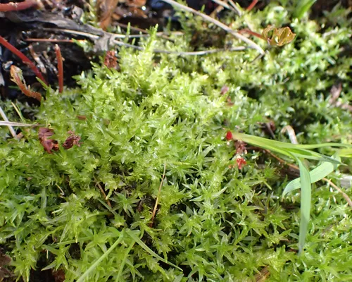 Heart-leaved Spear-moss