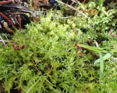Heart-leaved Spear-moss thumbnail 1