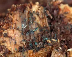 Teal Conifer-Pin thumbnail 4