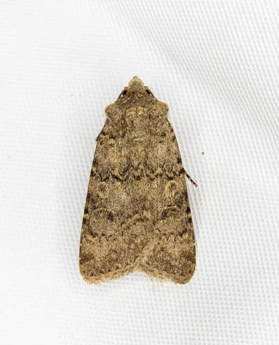 Euxoa scotogrammoides