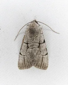 Sympistis ragani thumbnail 2