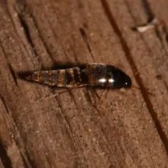 Sepedophilus testaceus thumbnail 1