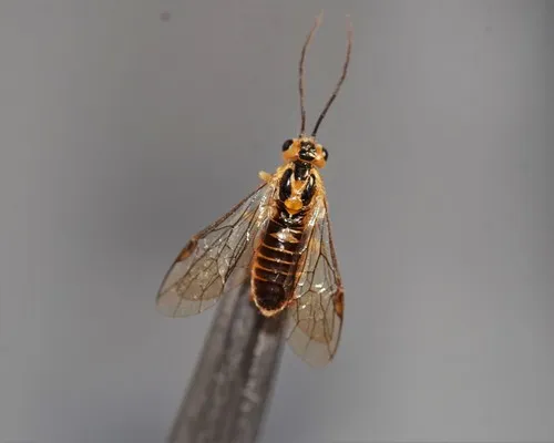 Locust Sawfly