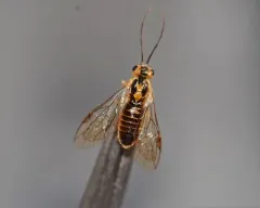 Locust Sawfly thumbnail 1
