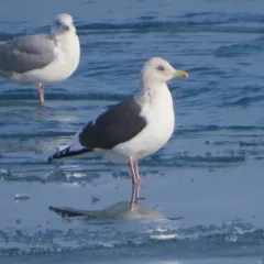 Slaty-backed Gull thumbnail 2