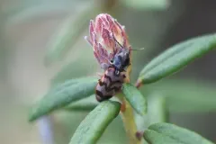 Pseudanostirus tigrinus thumbnail 1