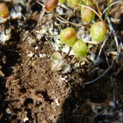Asterella saccata thumbnail 2