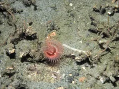 Chone aurantiaca thumbnail 2