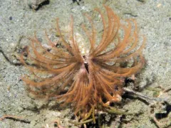 Eudistylia catharinae thumbnail 3