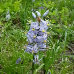 Atlantic camas thumbnail 3