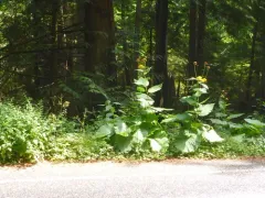 Yellow Oxeye thumbnail 2