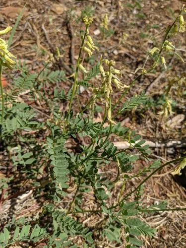 klamath milkvetch