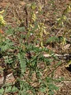 klamath milkvetch thumbnail 1