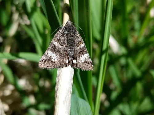 Litocala Moth
