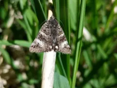 Litocala Moth thumbnail 1