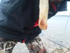 Silver Lamprey thumbnail 4