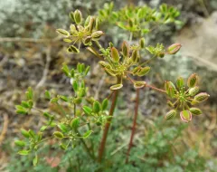 Snake Canyon Desert-Parsley thumbnail 3