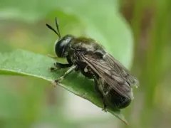 Long-horned Ant Fly thumbnail 4