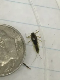 Acentrella turbida thumbnail 2