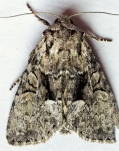 Eremobina leucoscelis thumbnail 2