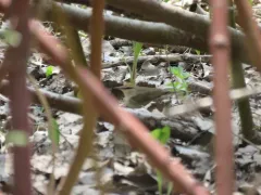 Swainson's Warbler thumbnail 2