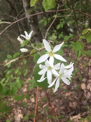 beautiful serviceberry