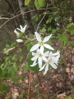 beautiful serviceberry thumbnail 1