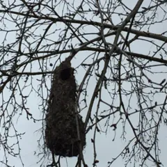 Bushtit thumbnail 1