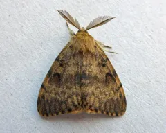 Spongy Moth thumbnail 3