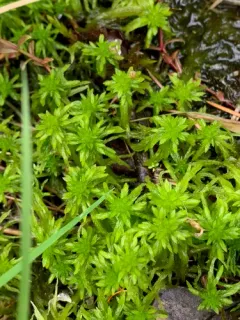 Mendocino Peatmoss thumbnail 4