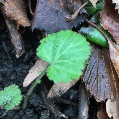 white avens thumbnail 2