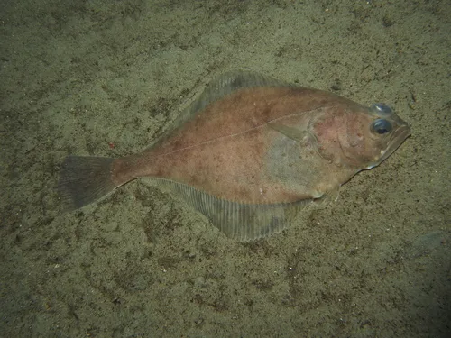 Flathead Sole