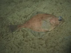 Flathead Sole thumbnail 1