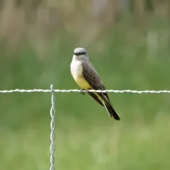 Western Kingbird thumbnail 4
