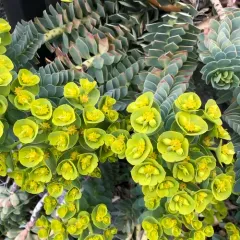 Donkey Tail thumbnail 3