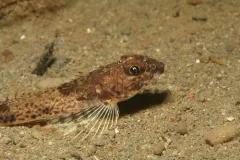 Slim Sculpin thumbnail 1