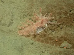 White-spotted Dendronotid thumbnail 2