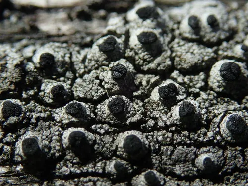 Pseudothelomma occidentale