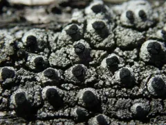 Pseudothelomma occidentale thumbnail 1