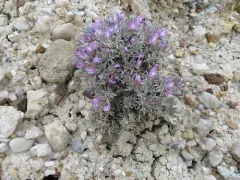 Barr's Milkvetch thumbnail 3